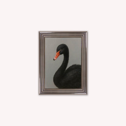 Curious Black Swan Framed Wall Art