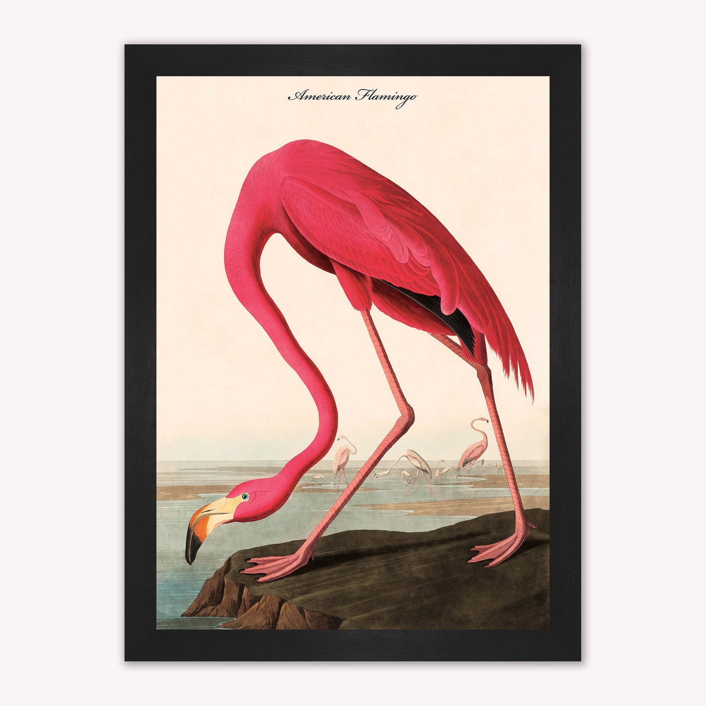 Luxury Velvet Art Print - Vintage Birds - American Flamingo Framed Wall Art
