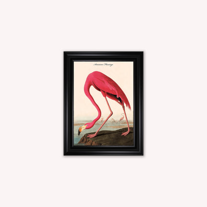 Luxury Velvet Art Print - Vintage Birds - American Flamingo Framed Wall Art