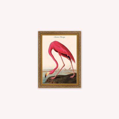 Luxury Velvet Art Print - Vintage Birds - American Flamingo Framed Wall Art