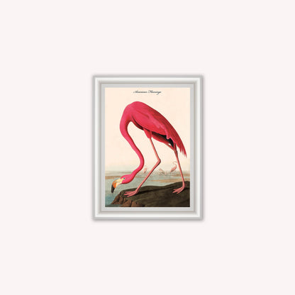 Luxury Velvet Art Print - Vintage Birds - American Flamingo Framed Wall Art