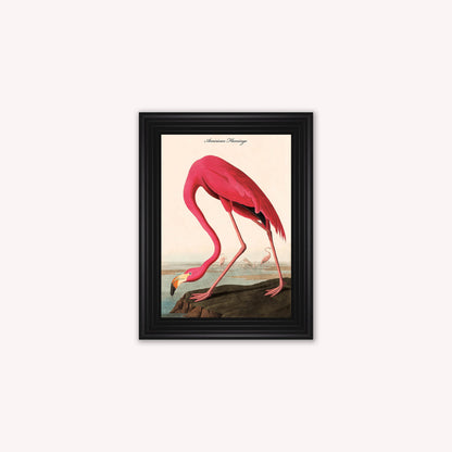 Luxury Velvet Art Print - Vintage Birds - American Flamingo Framed Wall Art