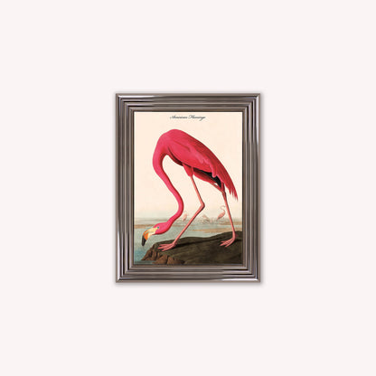 Luxury Velvet Art Print - Vintage Birds - American Flamingo Framed Wall Art
