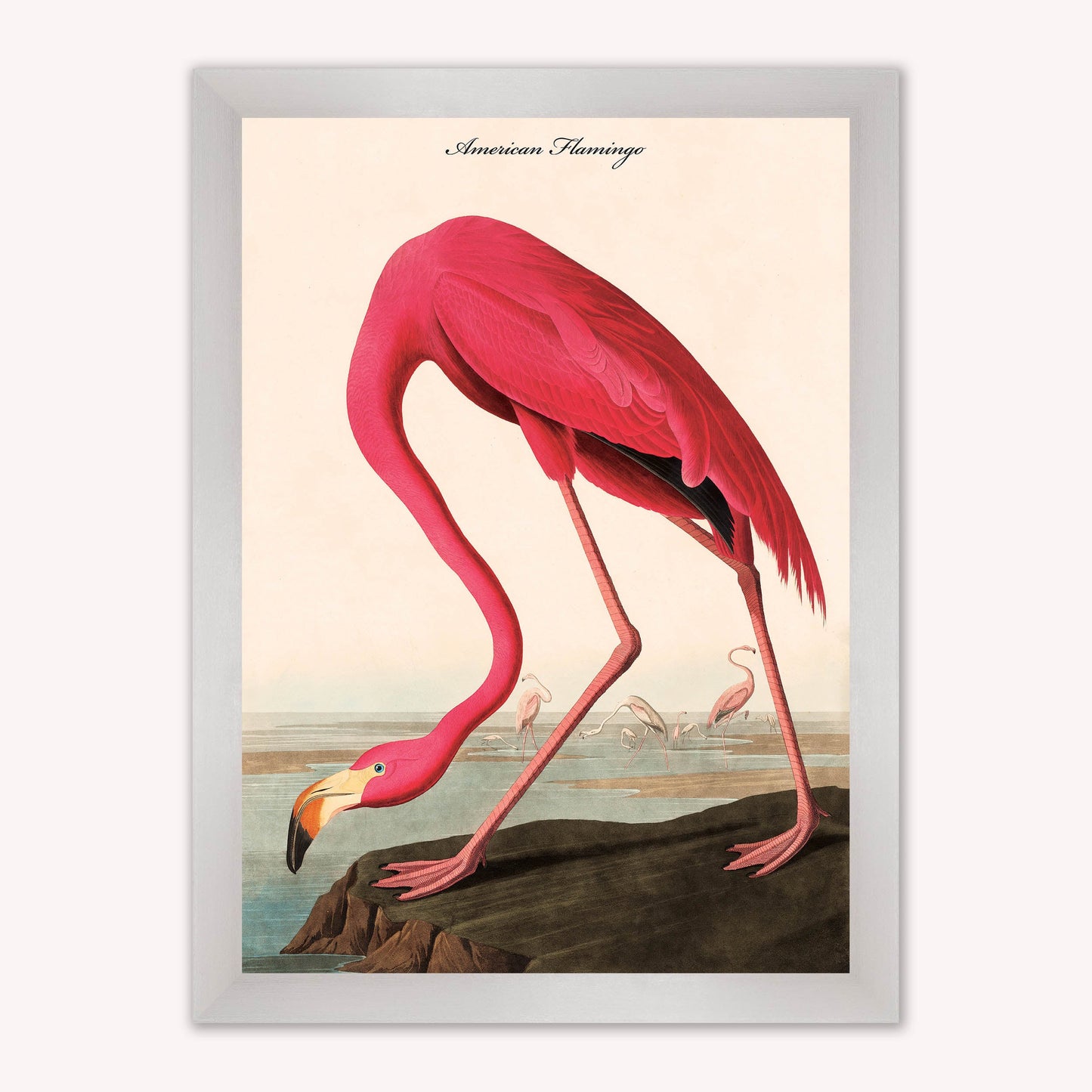 Luxury Velvet Art Print - Vintage Birds - American Flamingo Framed Wall Art