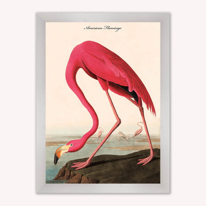 Luxury Velvet Art Print - Vintage Birds - American Flamingo Framed Wall Art
