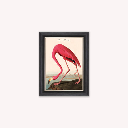 Luxury Velvet Art Print - Vintage Birds - American Flamingo Framed Wall Art