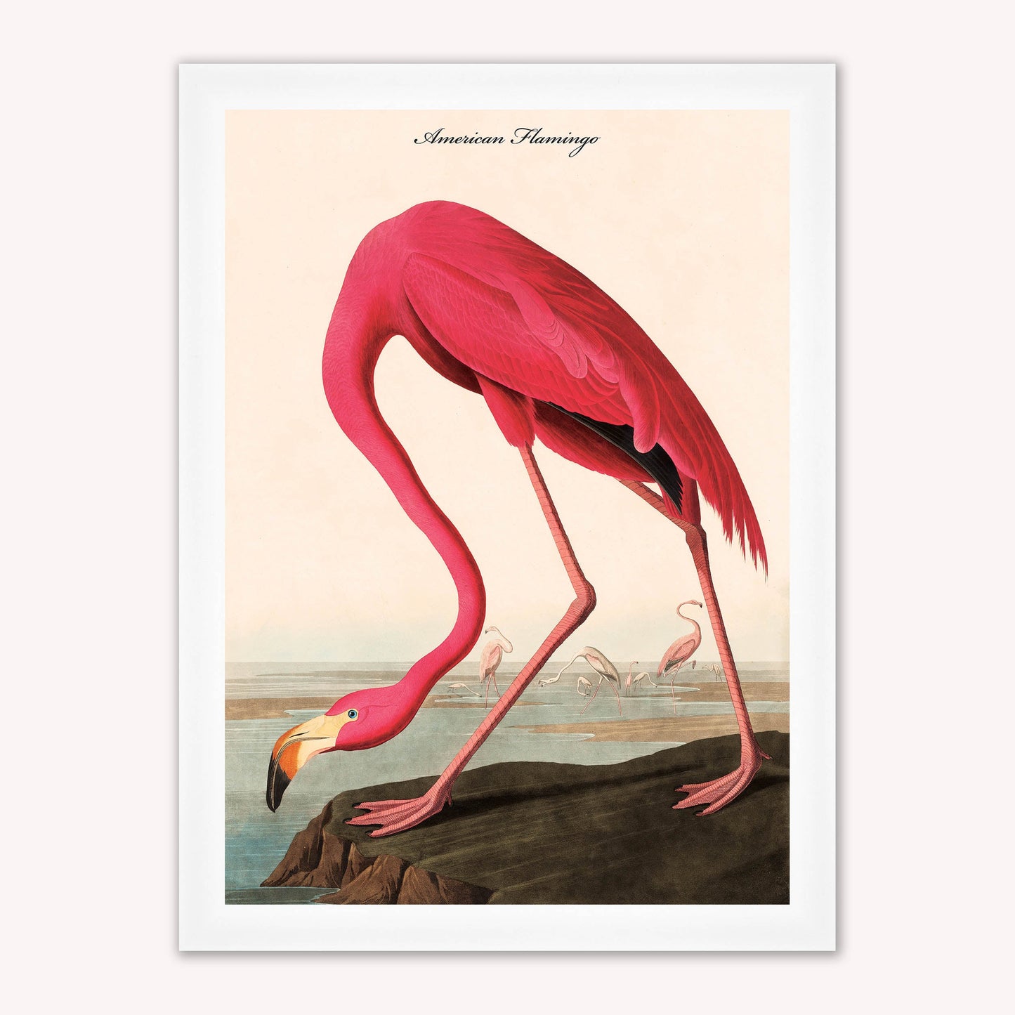 Luxury Velvet Art Print - Vintage Birds - American Flamingo Framed Wall Art