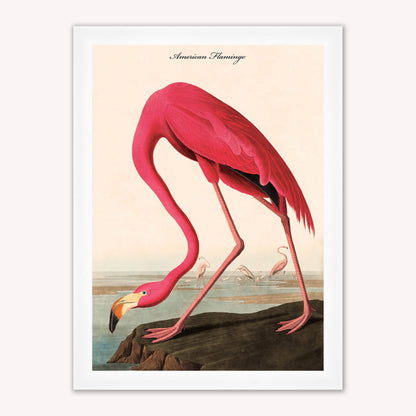 Luxury Velvet Art Print - Vintage Birds - American Flamingo Framed Wall Art