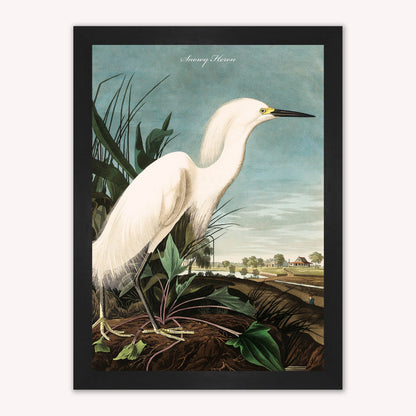 Luxury Velvet Art Print - Vintage Birds - Snowy Heron Framed Wall Art