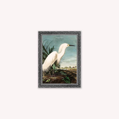 Luxury Velvet Art Print - Vintage Birds - Snowy Heron Framed Wall Art