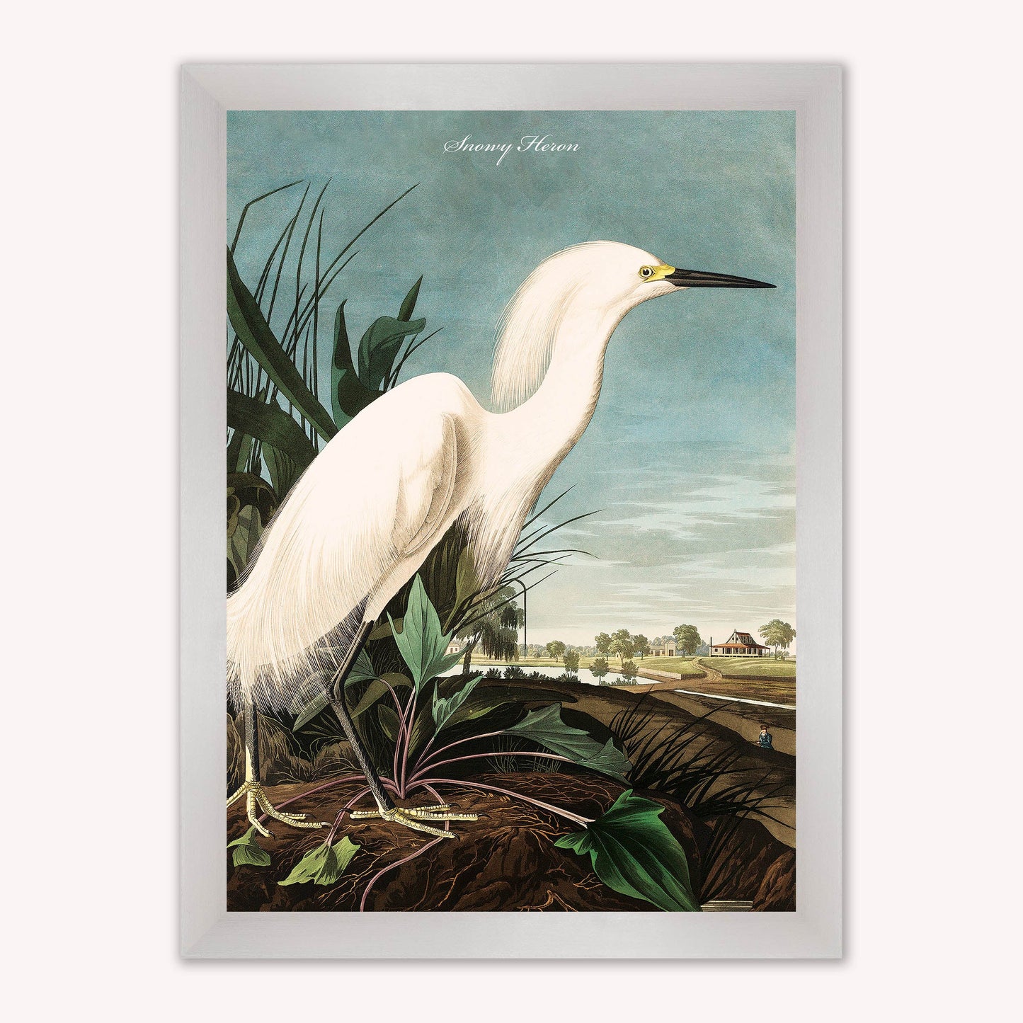 Luxury Velvet Art Print - Vintage Birds - Snowy Heron Framed Wall Art
