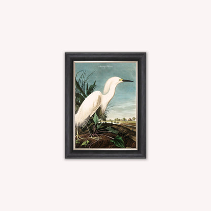 Luxury Velvet Art Print - Vintage Birds - Snowy Heron Framed Wall Art