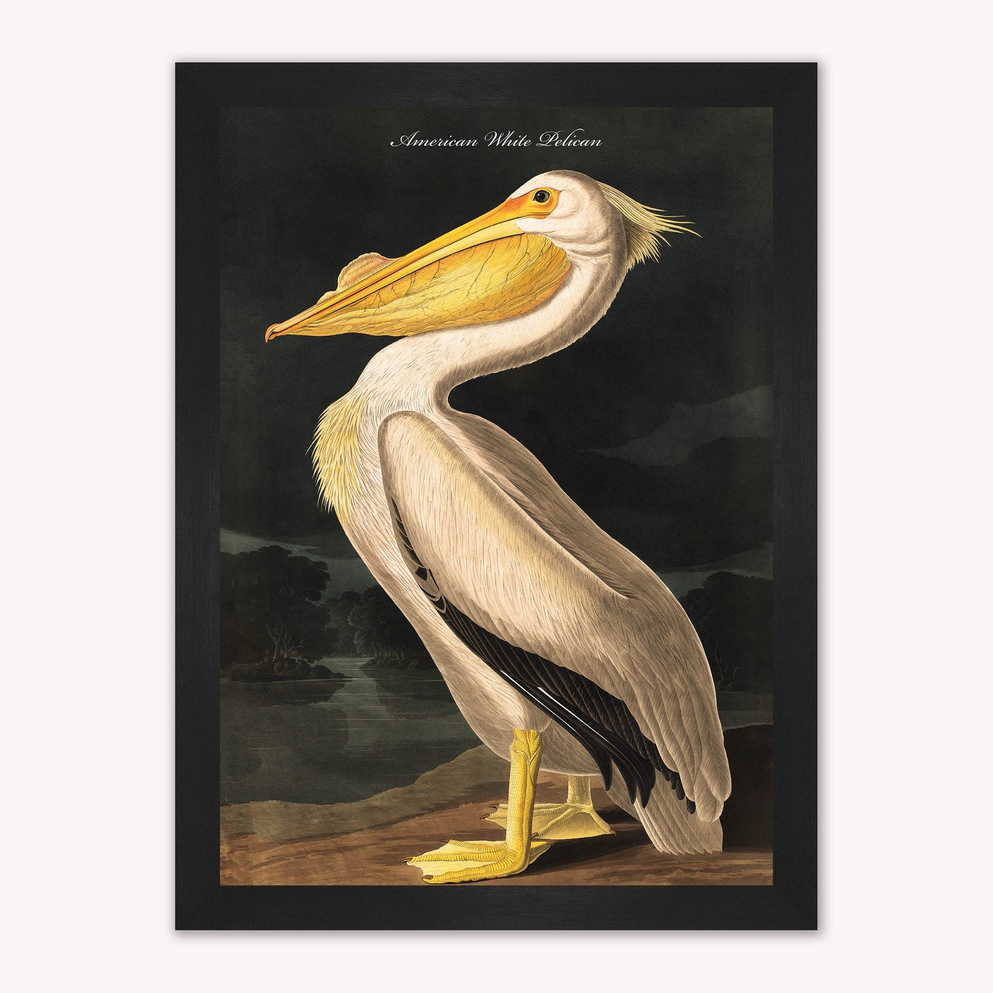Luxury Velvet Art Print - Vintage Birds - White Pelican Framed Wall Art