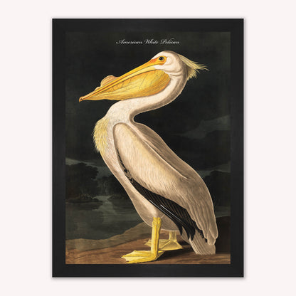 Luxury Velvet Art Print - Vintage Birds - White Pelican Framed Wall Art