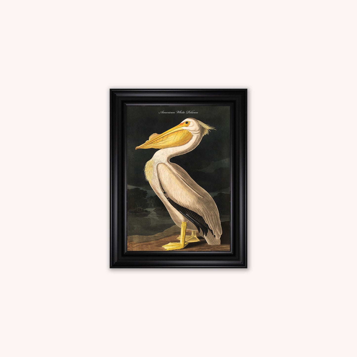 Luxury Velvet Art Print - Vintage Birds - White Pelican Framed Wall Art