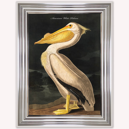 Luxury Velvet Art Print - Vintage Birds - White Pelican Framed Wall Art