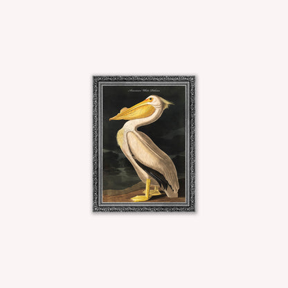 Luxury Velvet Art Print - Vintage Birds - White Pelican Framed Wall Art