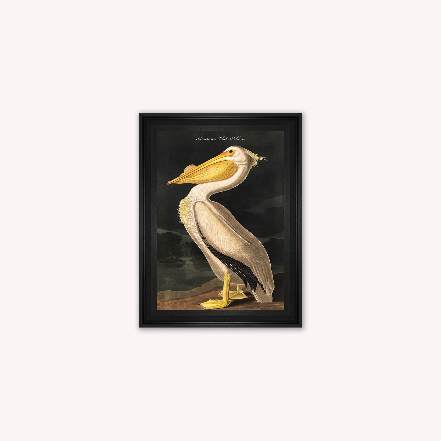 Luxury Velvet Art Print - Vintage Birds - White Pelican Framed Wall Art