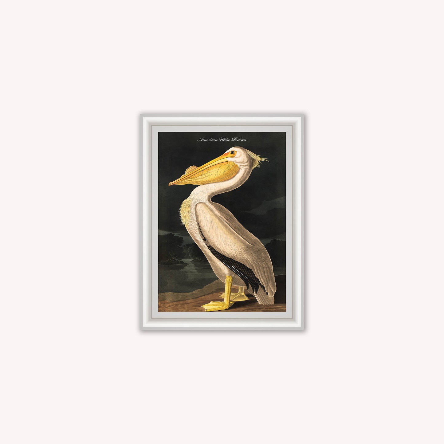 Luxury Velvet Art Print - Vintage Birds - White Pelican Framed Wall Art