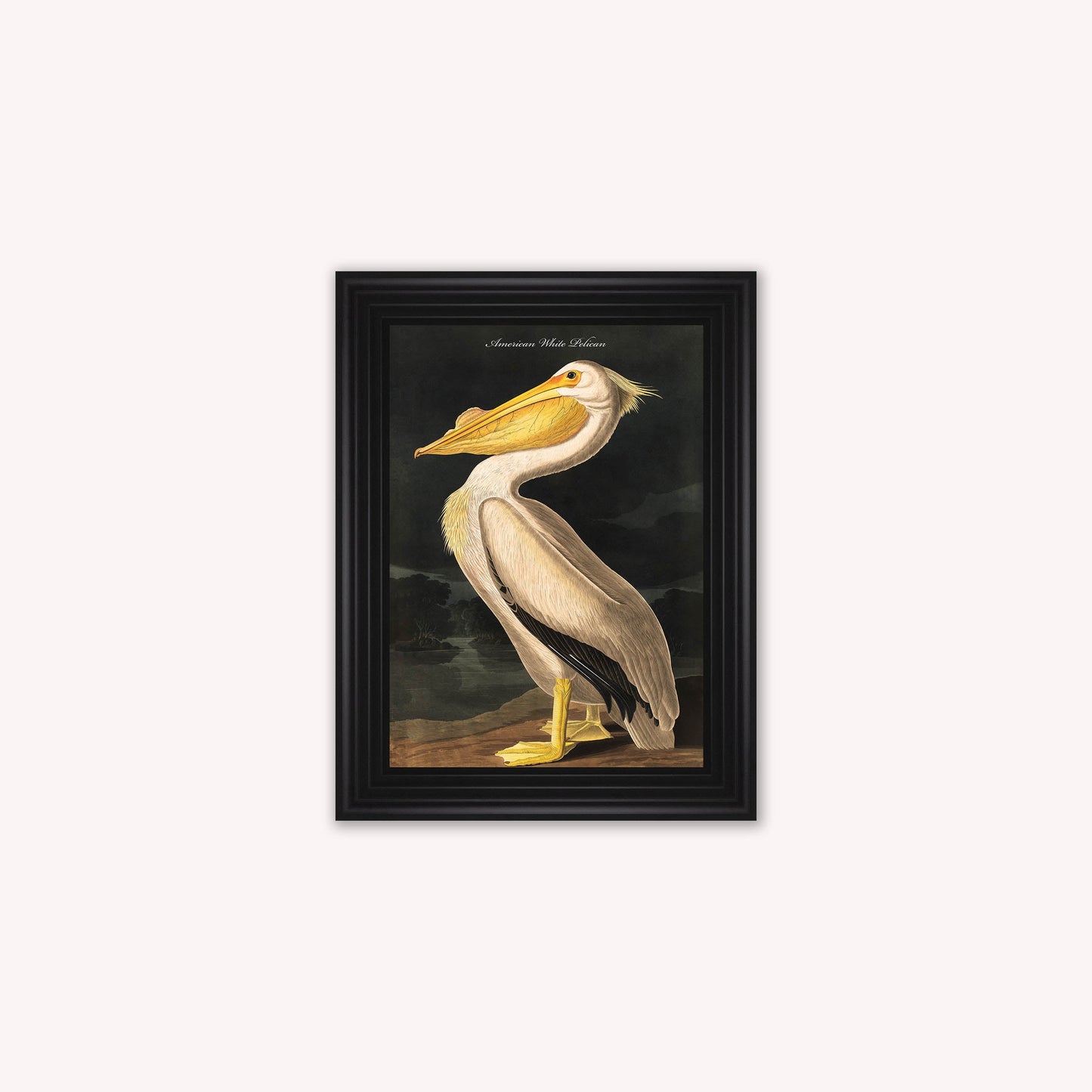 Luxury Velvet Art Print - Vintage Birds - White Pelican Framed Wall Art