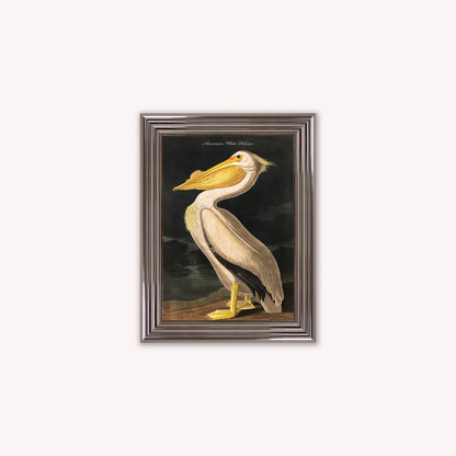 Luxury Velvet Art Print - Vintage Birds - White Pelican Framed Wall Art