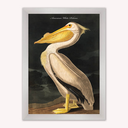 Luxury Velvet Art Print - Vintage Birds - White Pelican Framed Wall Art