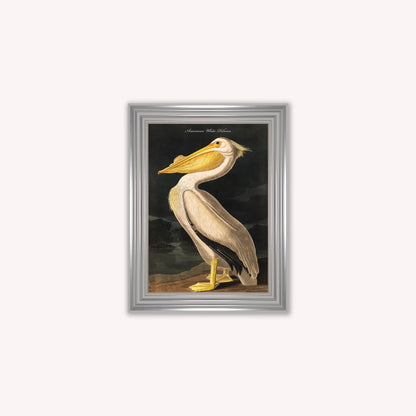 Luxury Velvet Art Print - Vintage Birds - White Pelican Framed Wall Art