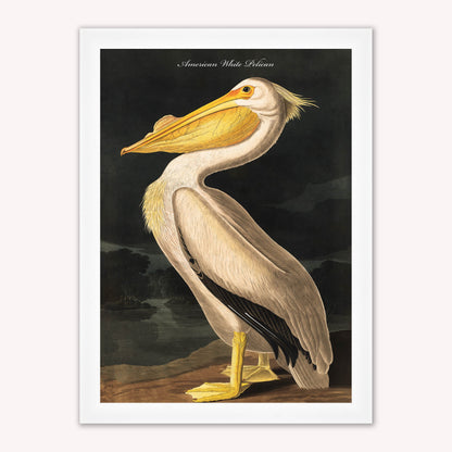 Luxury Velvet Art Print - Vintage Birds - White Pelican Framed Wall Art
