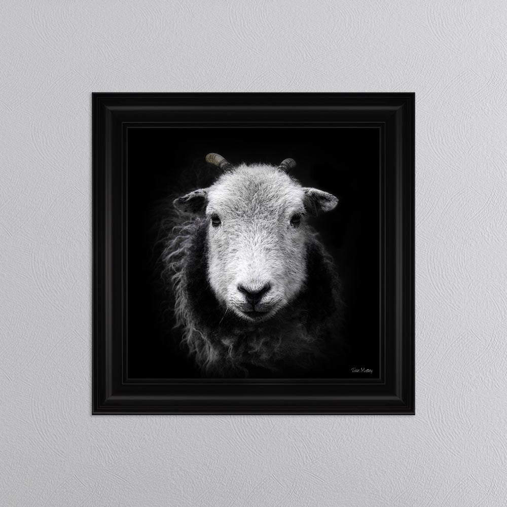 Sid The Sheep Framed Wall Art