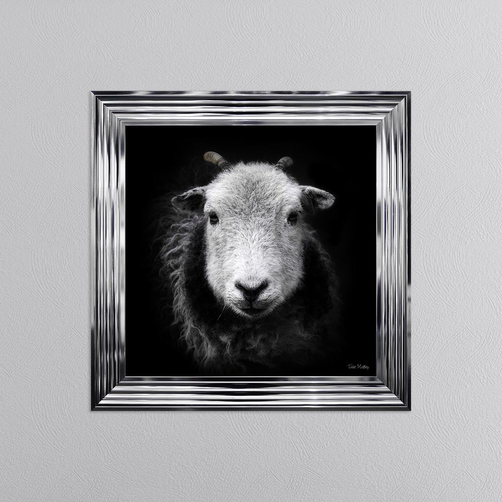 Sid The Sheep Framed Wall Art