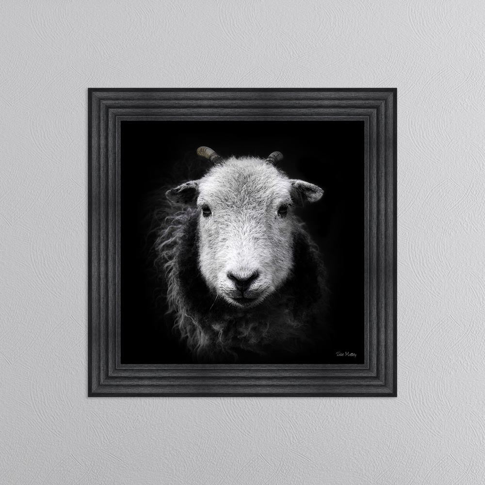 Sid The Sheep Framed Wall Art