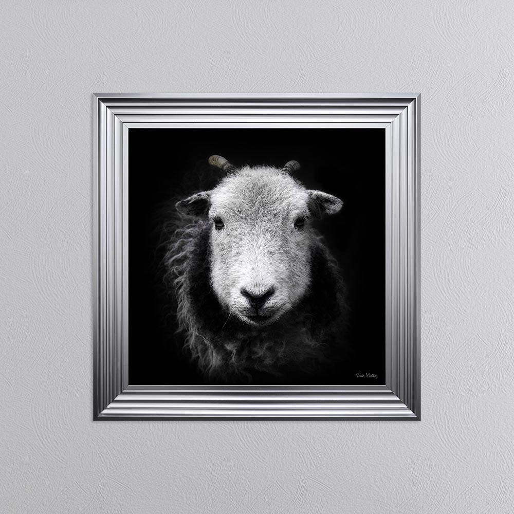 Sid The Sheep Framed Wall Art