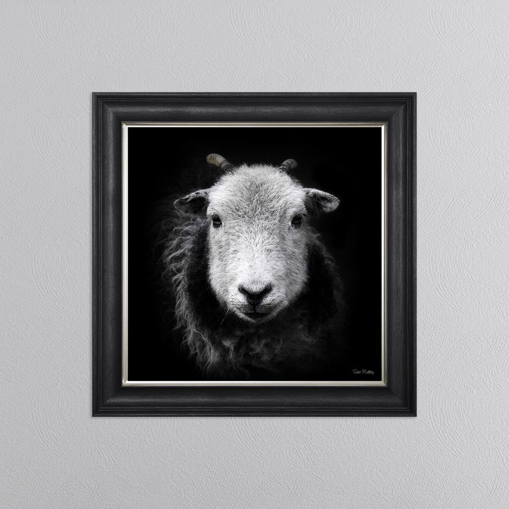 Sid The Sheep Framed Wall Art