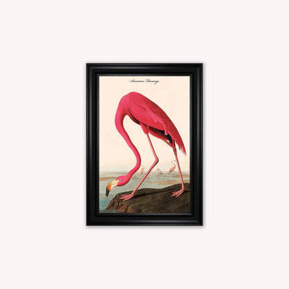 Luxury Velvet Art Print - Vintage Birds - American Flamingo Framed Wall Art