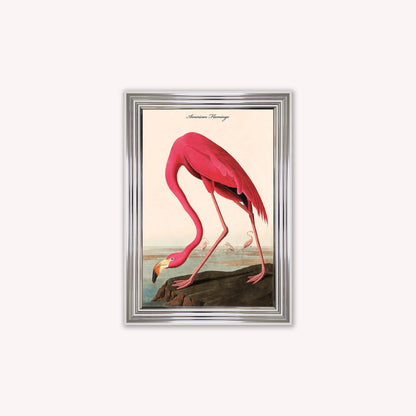 Luxury Velvet Art Print - Vintage Birds - American Flamingo Framed Wall Art