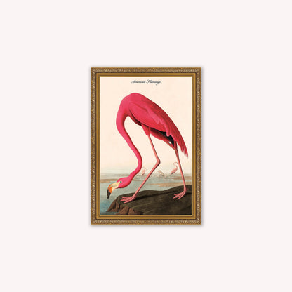 Luxury Velvet Art Print - Vintage Birds - American Flamingo Framed Wall Art