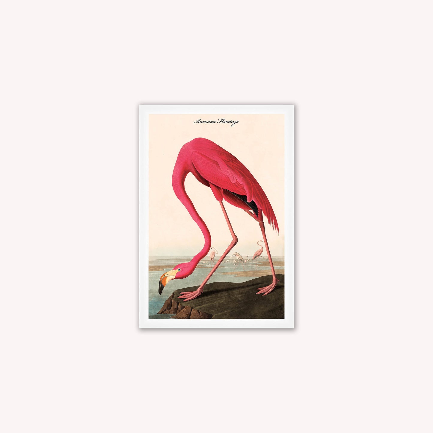 Luxury Velvet Art Print - Vintage Birds - American Flamingo Framed Wall Art