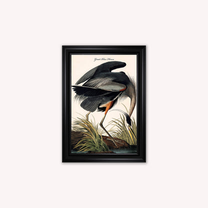 Luxury Velvet Art Print - Vintage Birds -Blue Heron Framed Wall Art