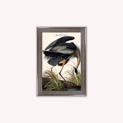 Luxury Velvet Art Print - Vintage Birds -Blue Heron Framed Wall Art