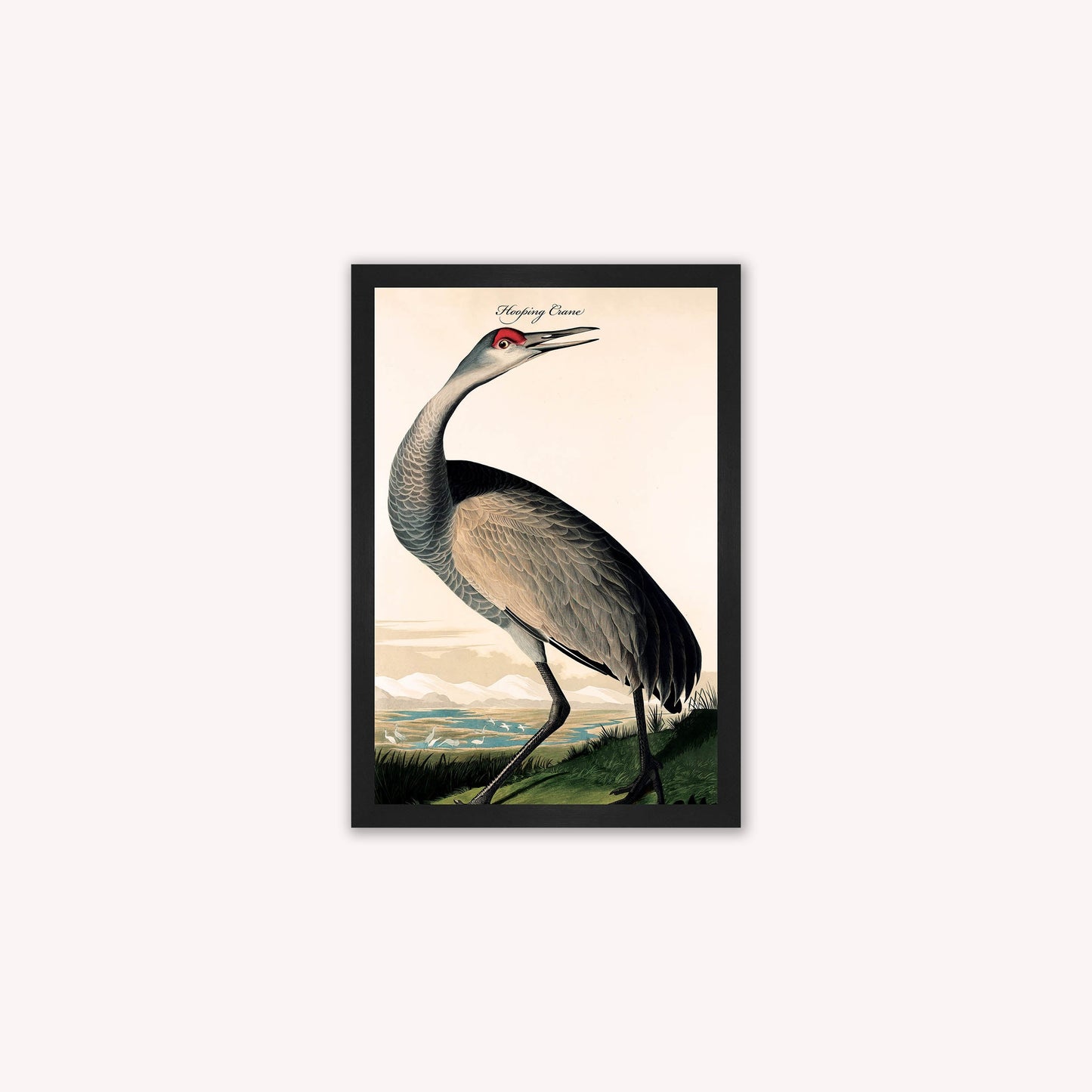 Luxury Velvet Art Print - Vintage Birds - Hooping Crane Framed Wall Art