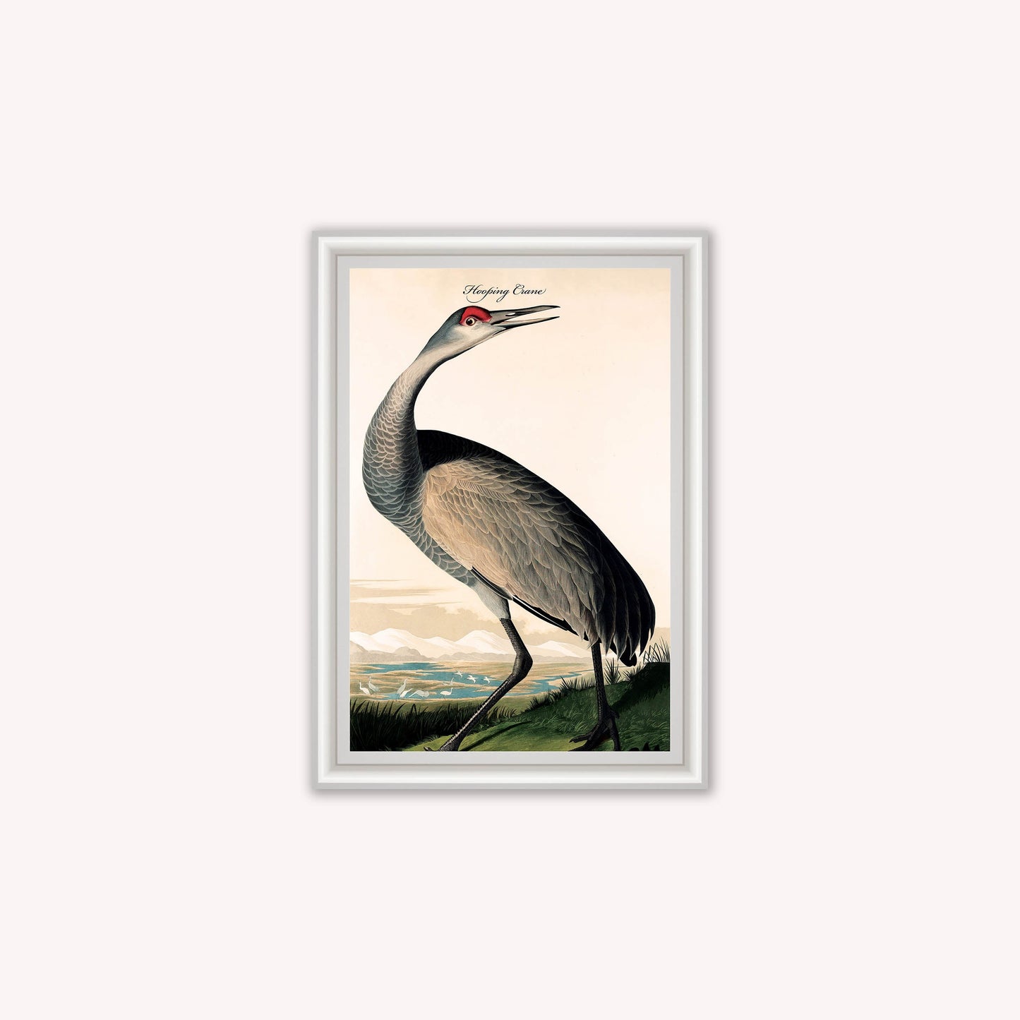 Luxury Velvet Art Print - Vintage Birds - Hooping Crane Framed Wall Art