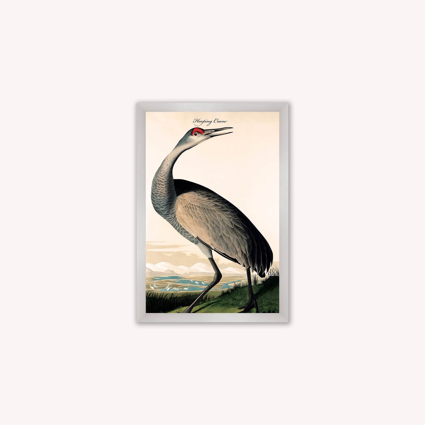 Luxury Velvet Art Print - Vintage Birds - Hooping Crane Framed Wall Art