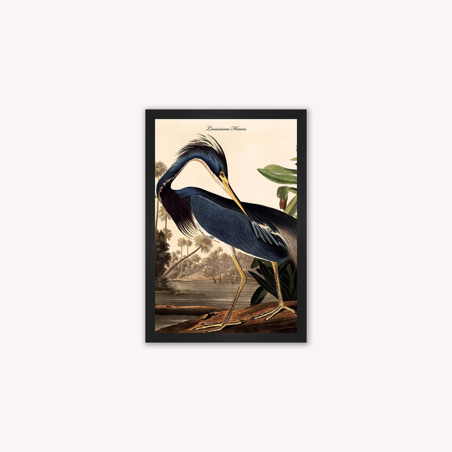 Luxury Velvet Art Print - Vintage Birds - Louisiana Heron Framed Wall Art