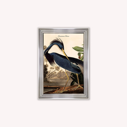 Luxury Velvet Art Print - Vintage Birds - Louisiana Heron Framed Wall Art
