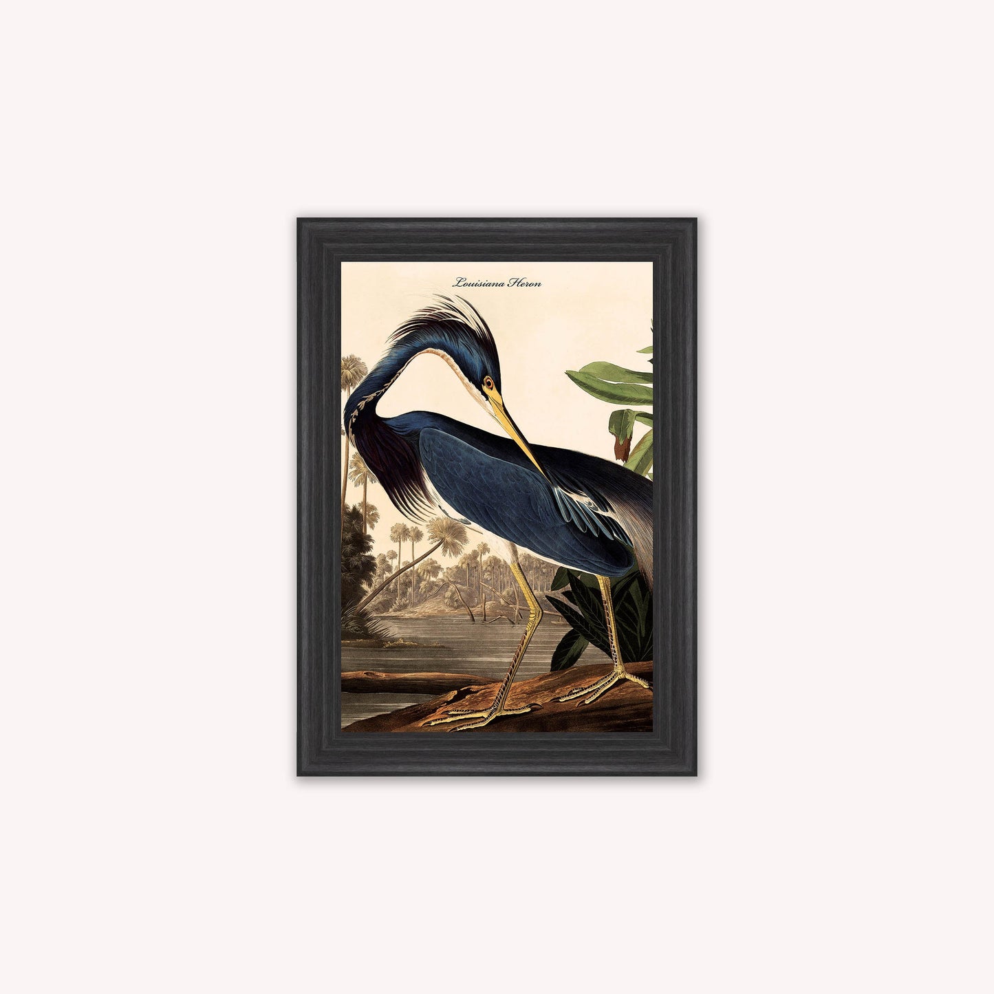 Luxury Velvet Art Print - Vintage Birds - Louisiana Heron Framed Wall Art