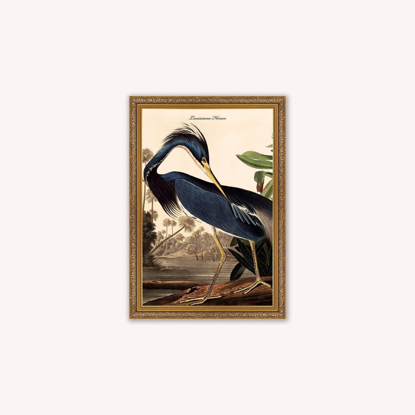 Luxury Velvet Art Print - Vintage Birds - Louisiana Heron Framed Wall Art