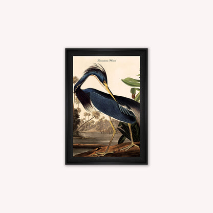 Luxury Velvet Art Print - Vintage Birds - Louisiana Heron Framed Wall Art