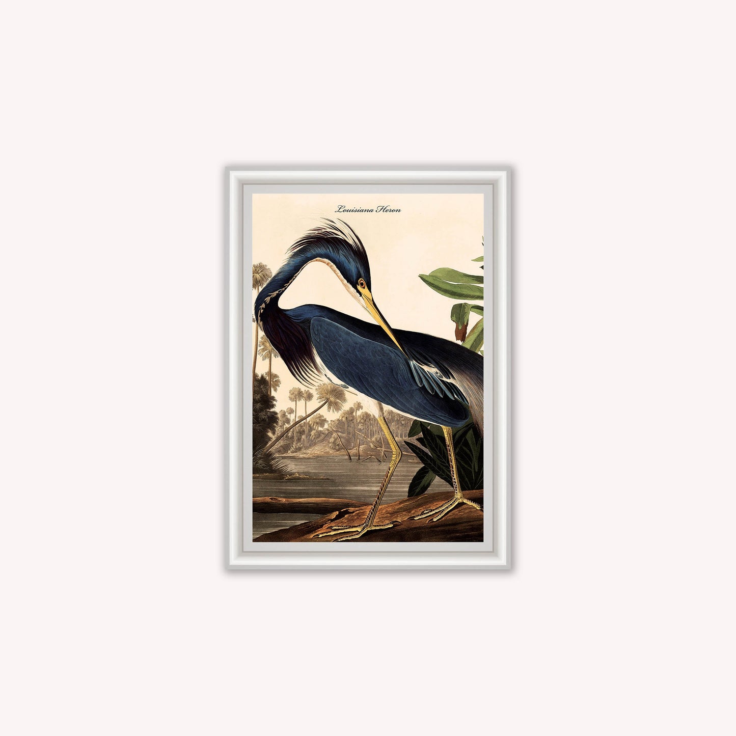 Luxury Velvet Art Print - Vintage Birds - Louisiana Heron Framed Wall Art