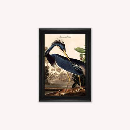 Luxury Velvet Art Print - Vintage Birds - Louisiana Heron Framed Wall Art