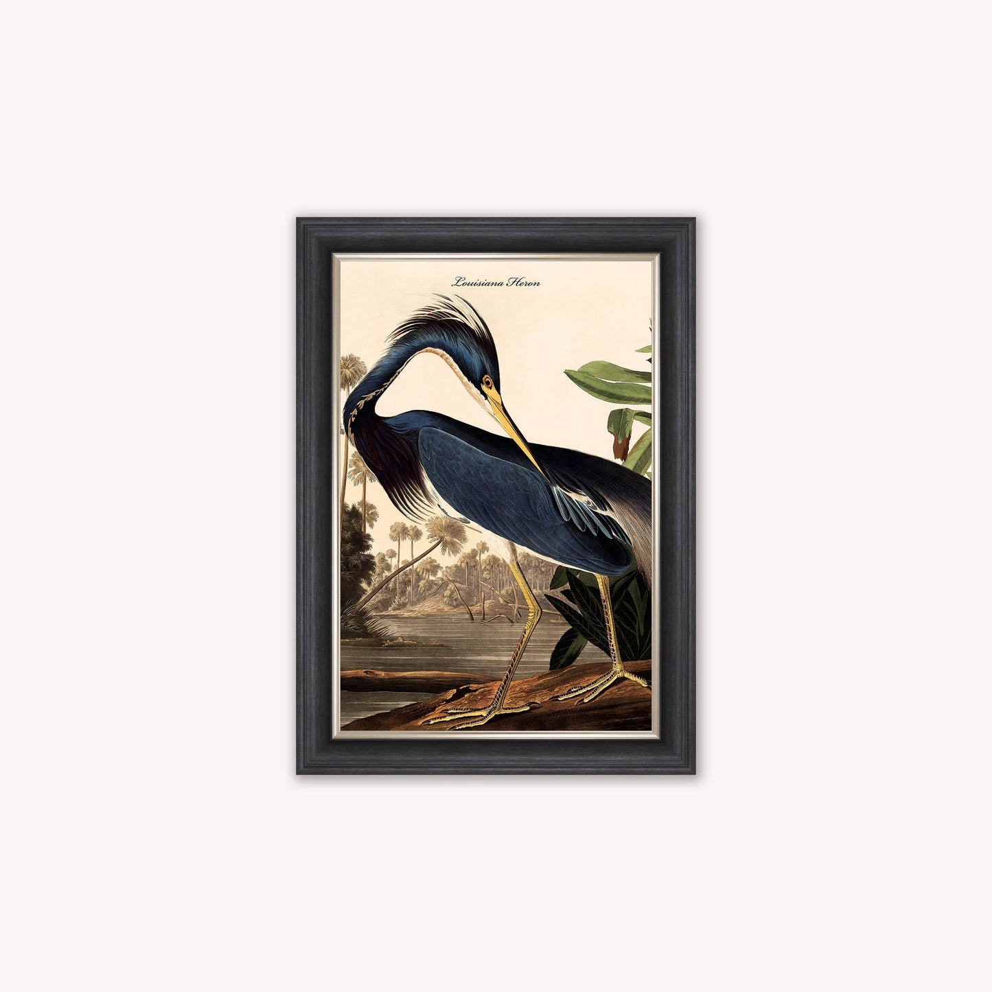 Luxury Velvet Art Print - Vintage Birds - Louisiana Heron Framed Wall Art